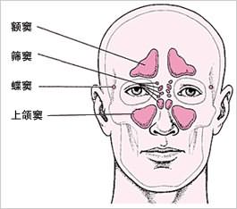 以鼻为中心,左右两侧,至少有8个(上颌窦,额窦,筛窦,蝶窦)鼻窦,按所在